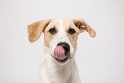ペロンと舌を出す垂れ耳の犬