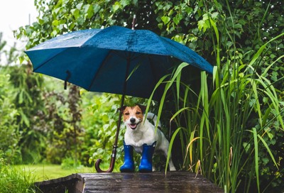 傘と犬
