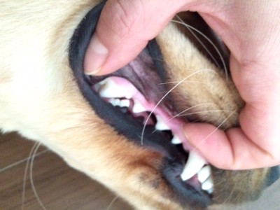 上顎第4前臼歯