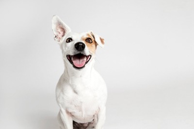 耳を立てる笑顔の犬