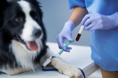 血液検査をする犬