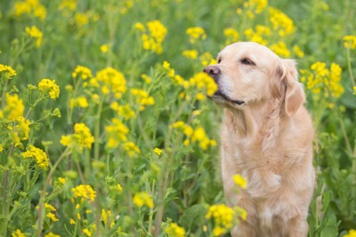 菜の花の匂いを嗅ぐ犬