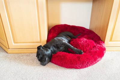 赤いベッドで寝る犬