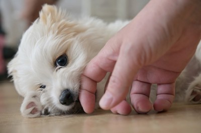 手を噛んでいる白い犬
