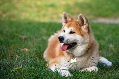 芝生の上に伏せる秋田犬