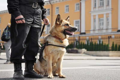 警察犬のシェパード