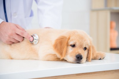 聴診器を当てる獣医師と子犬
