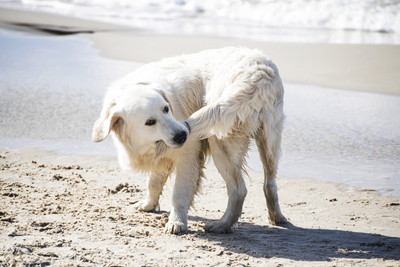 尻尾を噛む白い犬