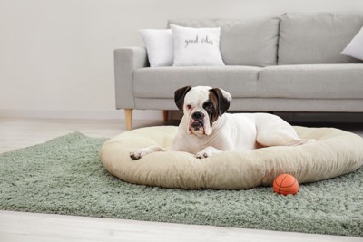 丸いベッドと垂れ耳の犬、バスケットボール