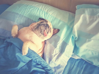 舌を出して仰向けで寝るパグ、ベッド