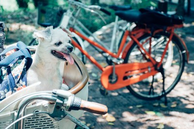 自転車のカゴに乗り舌を出す犬