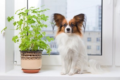 窓辺の犬と観葉植物