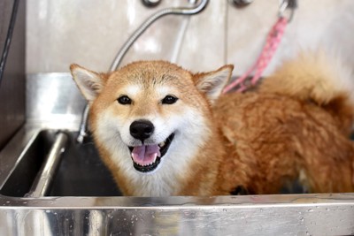 シャンプー台で洗われている柴犬