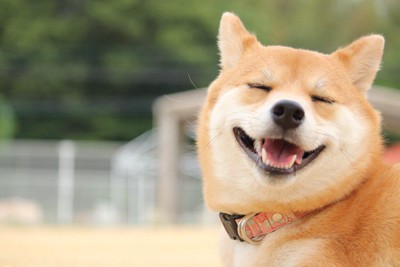 笑顔の様な表情の柴犬