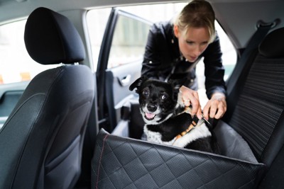 女性とドライブボックスに座る犬