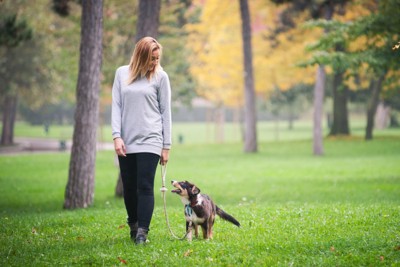 芝生の公園を散歩する犬と女性