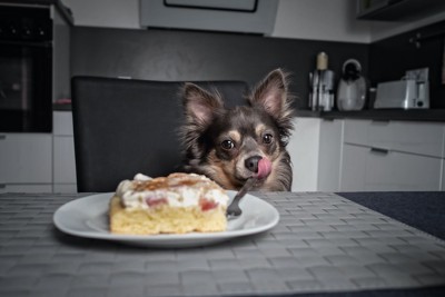 テーブルに置かれたケーキを見て舌を出す犬