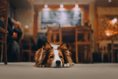 店内の床に伏せる犬