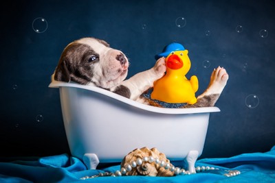 お風呂で遊ぶ子犬