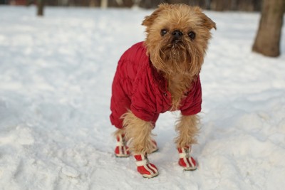 靴を履いて雪の上に立つ犬