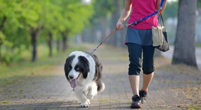 散歩する女性とペット・愛犬