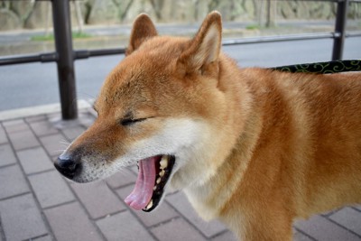 大きなあくびをする柴犬