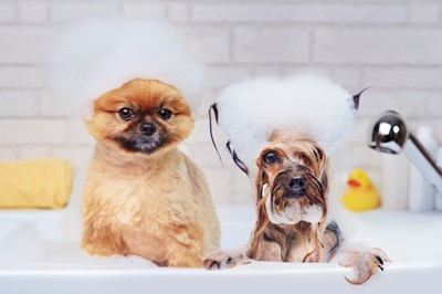 泡風呂を楽しむ2匹の犬