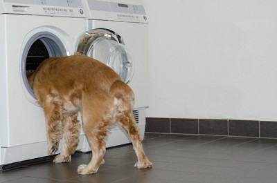 洗濯機に顔をつっこむ犬