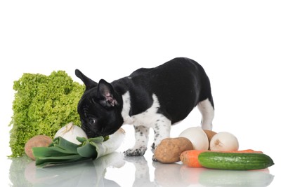 野菜と犬