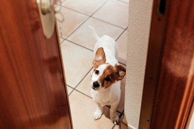 ドアの隙間から見上げる犬