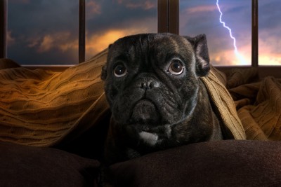 雷を怖がる犬