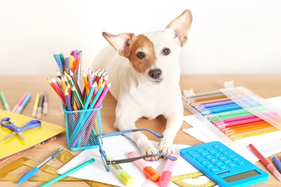 文房具と犬