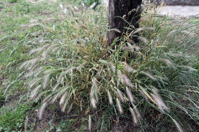 イネ科の雑草の穂