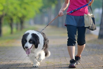 散歩する犬と女性