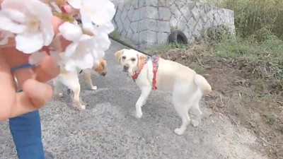 桜の花束と犬
