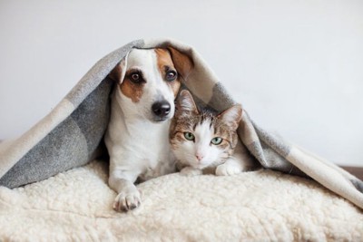 並んで毛布に潜り込む犬と猫