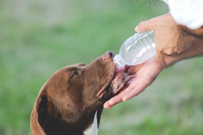 ペットボトルから直接水を飲む犬