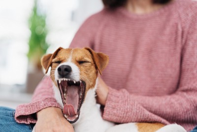 大きなあくびをする犬