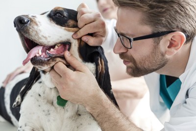 犬の歯を調べる獣医