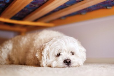 家具の下に白い犬