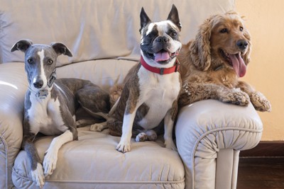 ソファーに一緒に座る三頭の犬