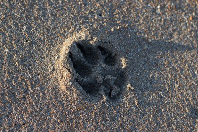 砂浜にある犬の足痕
