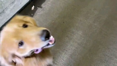 舌を横に出す犬