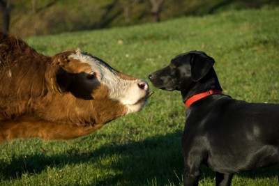 向かい合っている牛と黒い犬