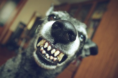 歯を剥いているグレーの犬