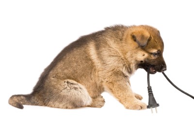 電気コードを噛む子犬