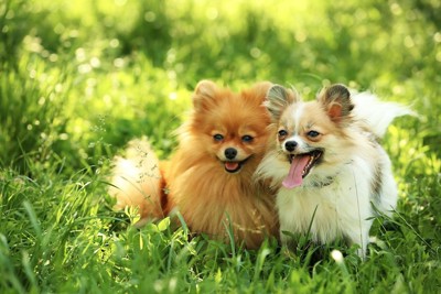 草の中で笑顔で並ぶ二頭の犬
