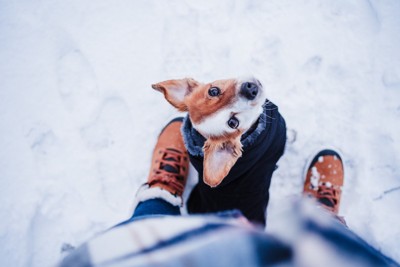 雪の上で近くで見上げる犬