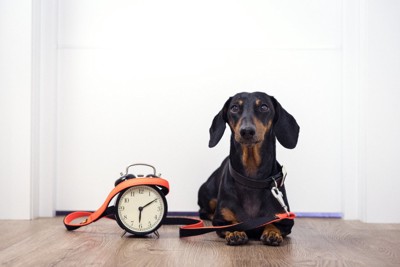 犬とリードと時計