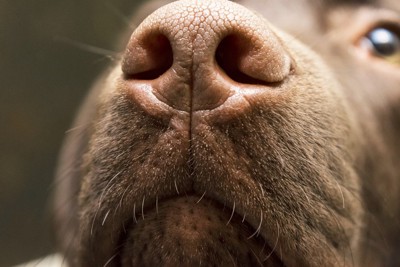 茶色い犬の鼻